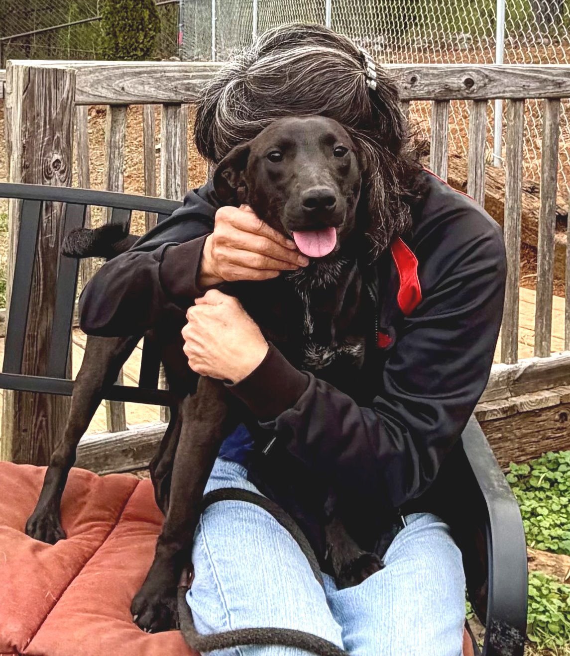 ATHA - Whippet / Labrador Retriever available for adoption