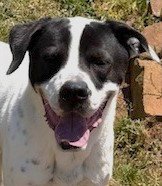 KLONDIKE - Anatolian Shepherd available for adoption