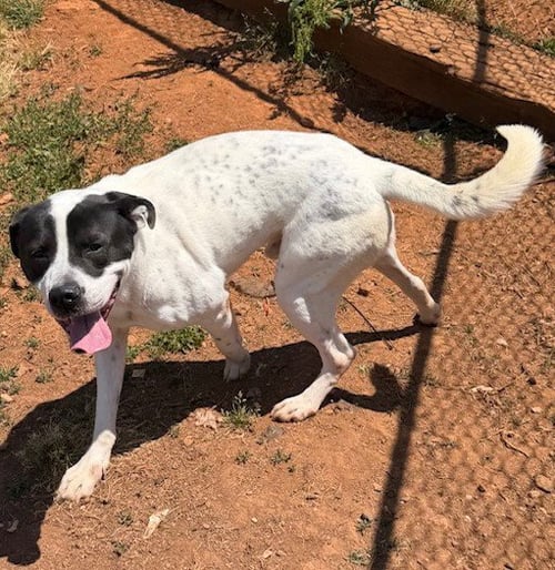 KLONDIKE - Anatolian Shepherd available for adoption
