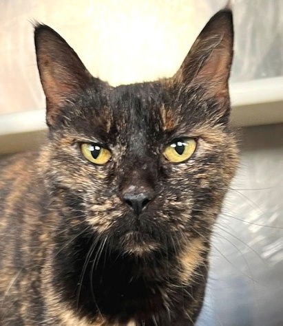 SHEBA - Tortoiseshell available for adoption