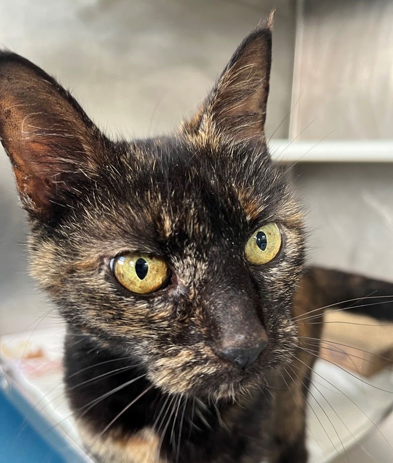 SHEBA - Tortoiseshell available for adoption