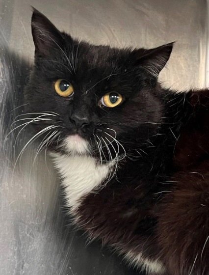 TYRION - Tuxedo available for adoption