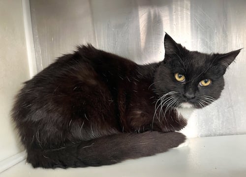 TYRION - Tuxedo available for adoption