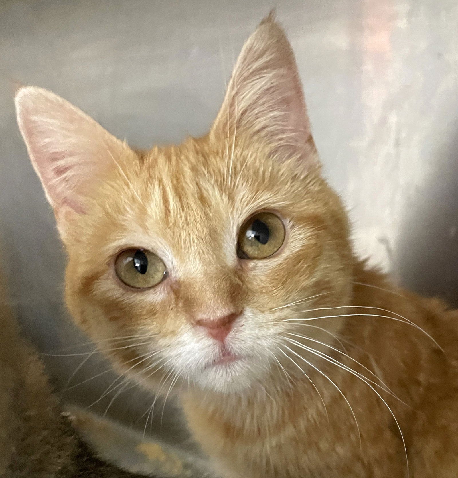 YAM - Tabby available for adoption