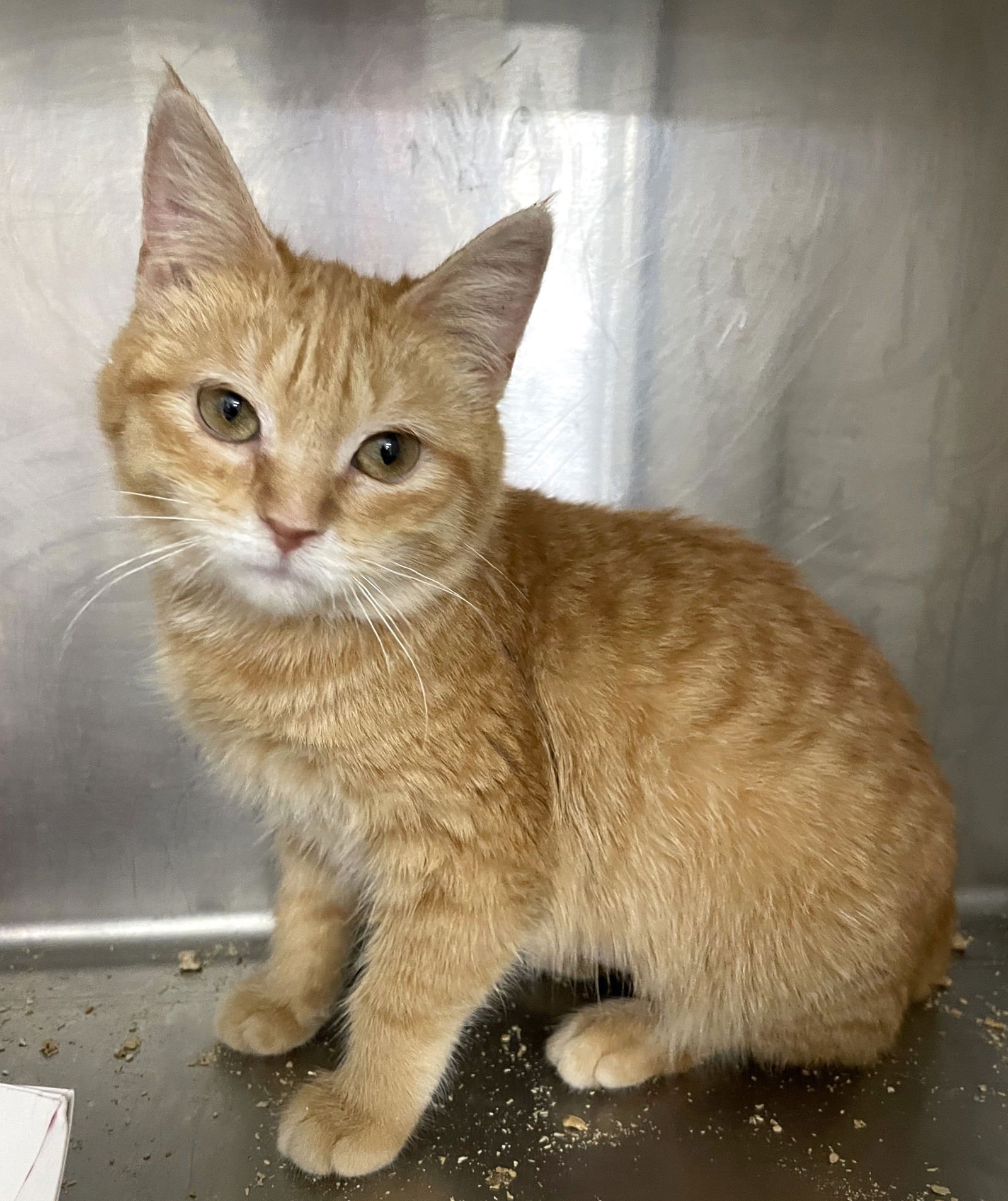 YAM - Tabby available for adoption