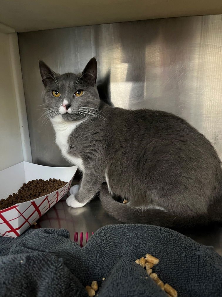 BABY - Domestic Short Hair available for adoption