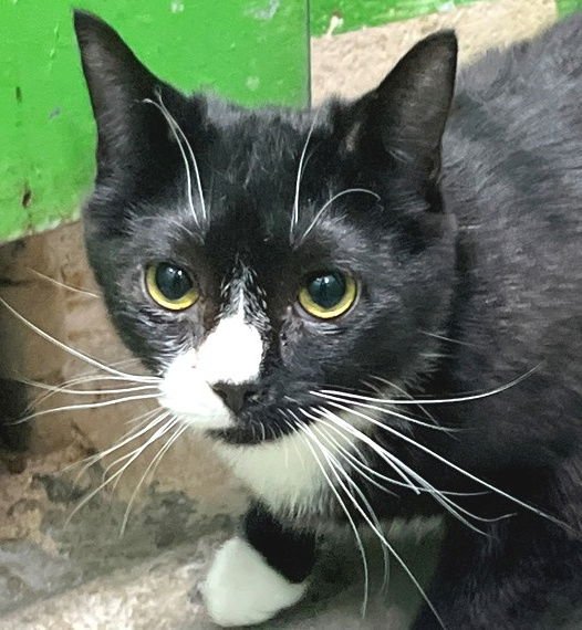 AMARETTO - Domestic Short Hair available for adoption