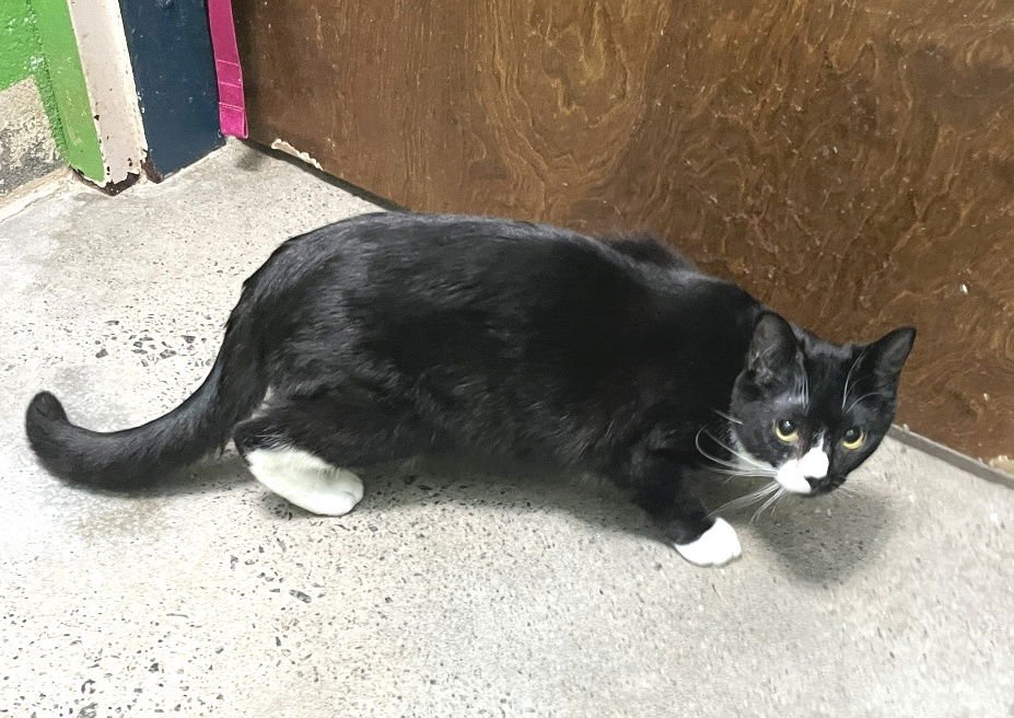 AMARETTO - Domestic Short Hair available for adoption