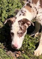 HEX - Catahoula Leopard Dog available for adoption