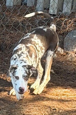 HEX - Catahoula Leopard Dog available for adoption