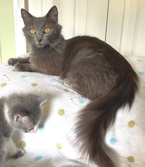 TRUFFLE - Domestic Medium Hair available for adoption
