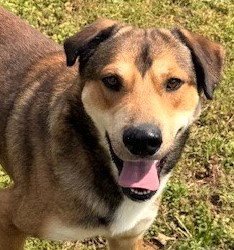 KELSON - Hound / Shepherd available for adoption