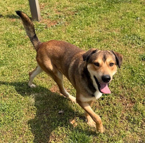 KELSON - Hound / Shepherd available for adoption