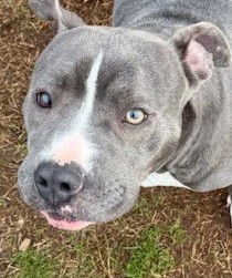STAR - Pit Bull Terrier available for adoption