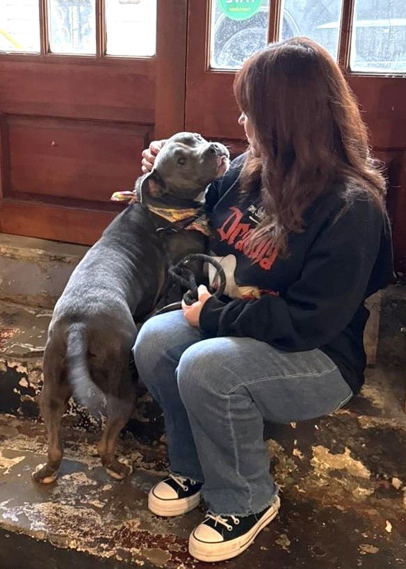 STAR - Pit Bull Terrier available for adoption