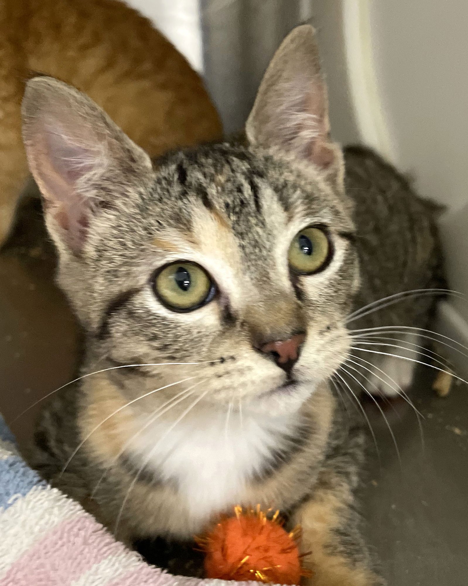 BUTTERNUT SQUASH - Tabby / Calico available for adoption