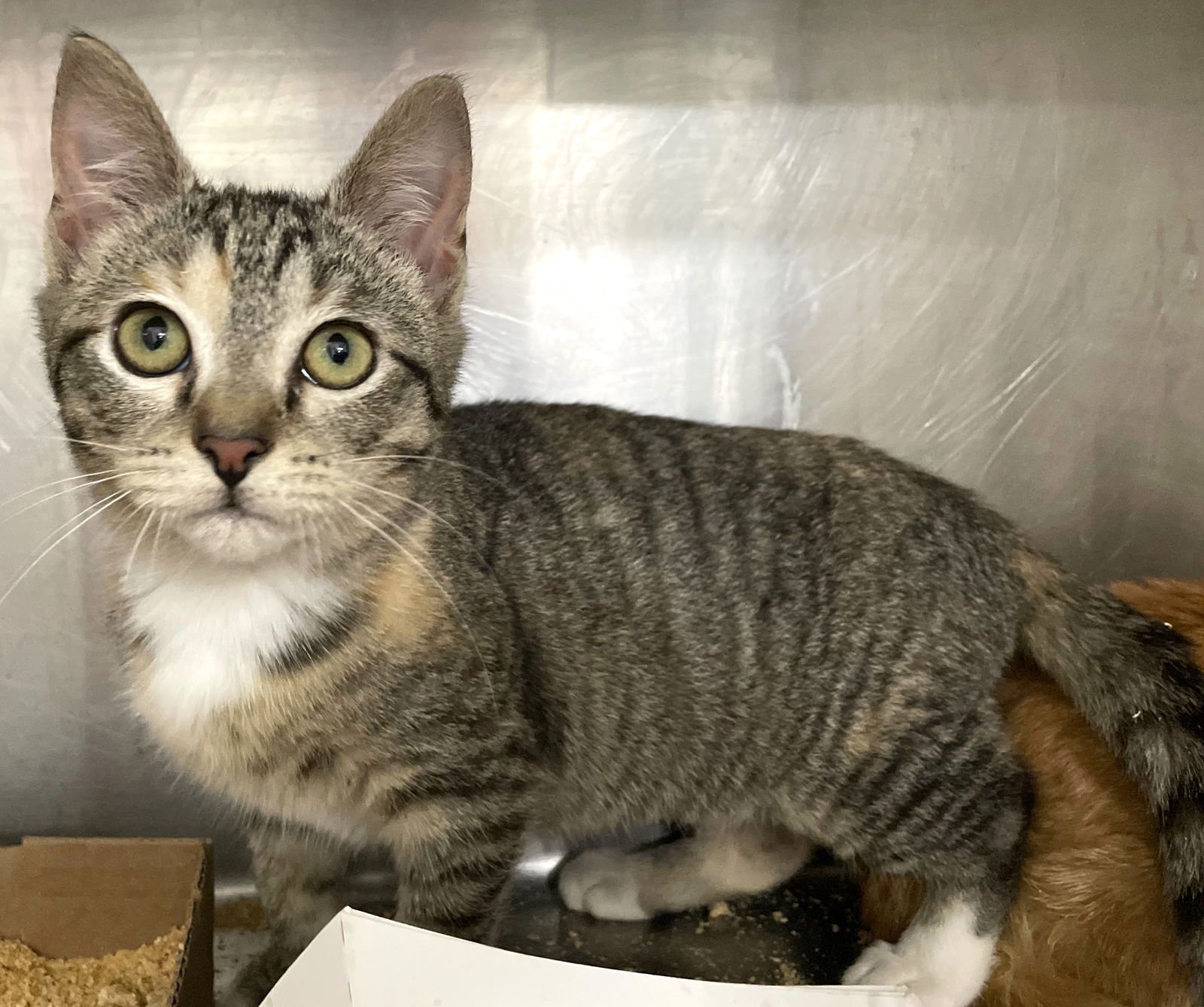 BUTTERNUT SQUASH - Tabby / Calico available for adoption