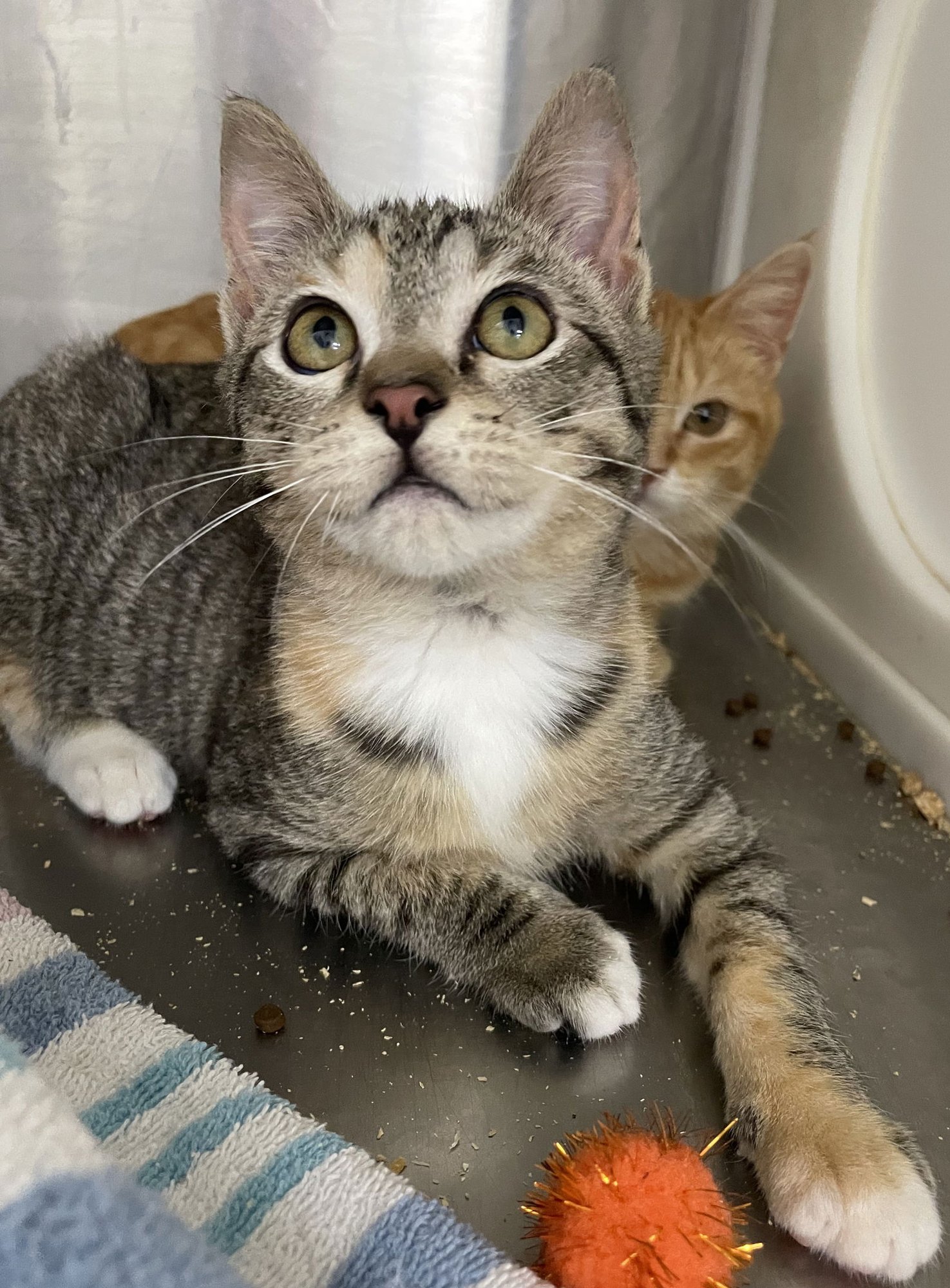 Butternut Squash - Photo 3