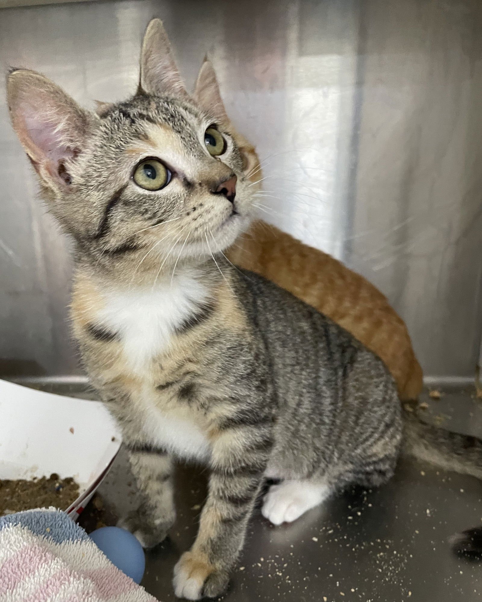 Butternut Squash - Photo 4