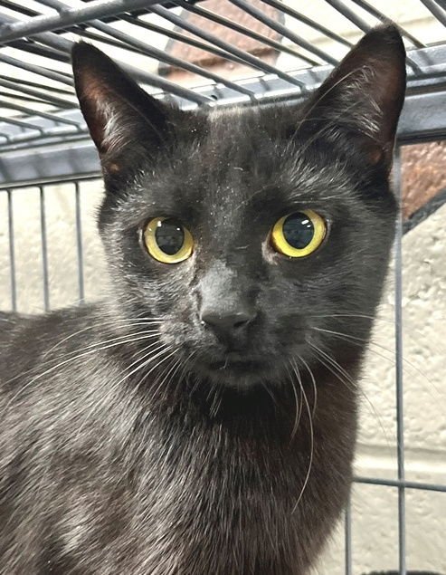 STACK - Domestic Short Hair available for adoption