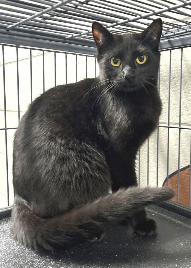 STACK - Domestic Short Hair available for adoption