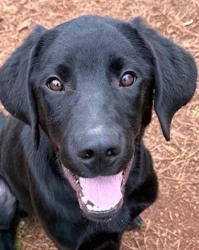 DIESEL - Labrador Retriever / Great Dane available for adoption