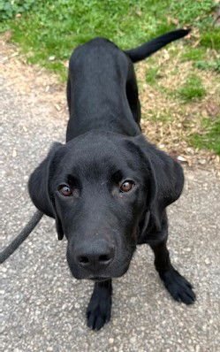 DIESEL - Labrador Retriever / Great Dane available for adoption