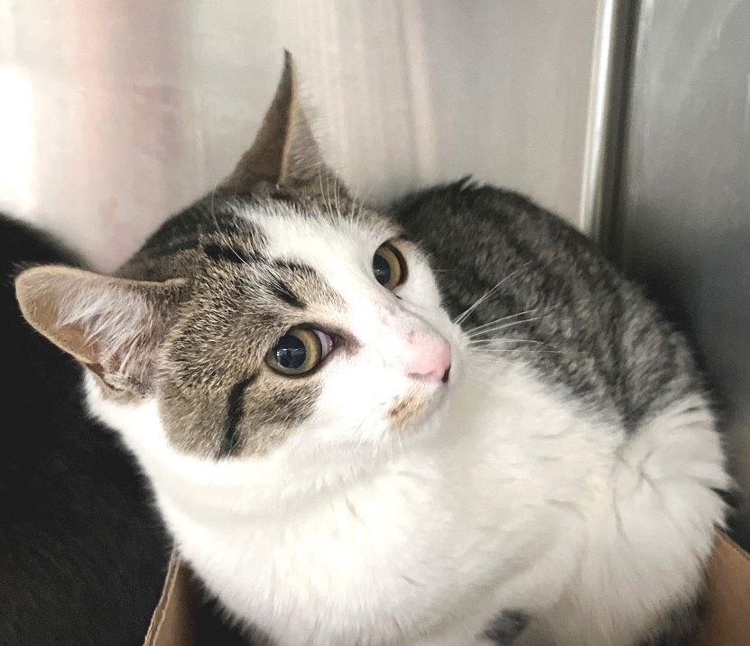 MARTIAN - Tabby available for adoption