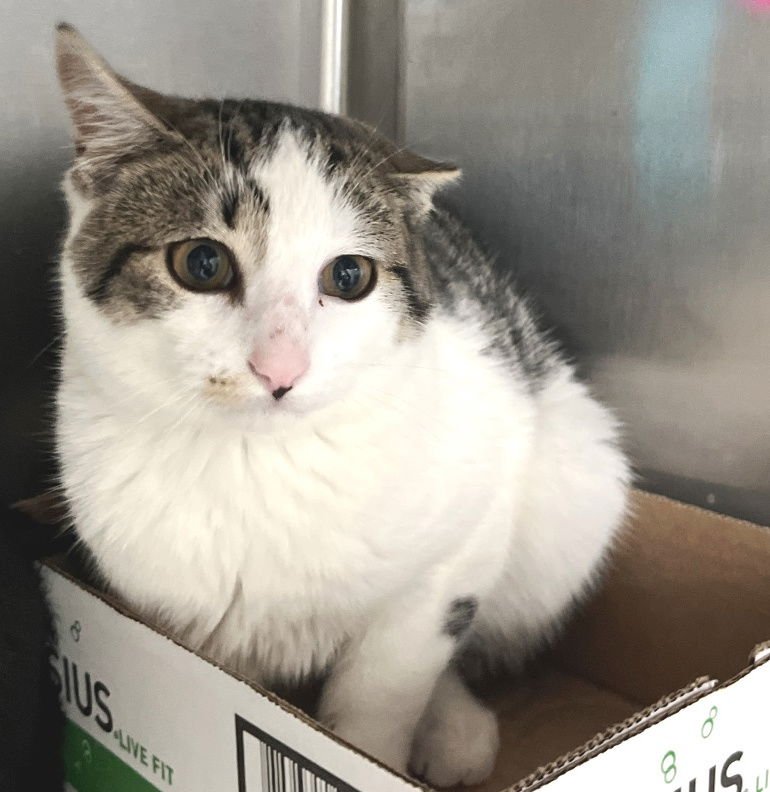 MARTIAN - Tabby available for adoption