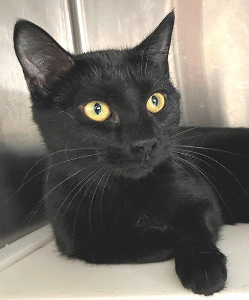 KENYA - Domestic Short Hair available for adoption