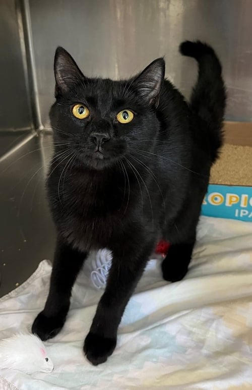 KENYA - Domestic Short Hair available for adoption