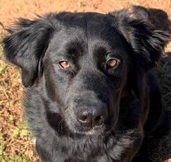 KALANI - Border Collie available for adoption