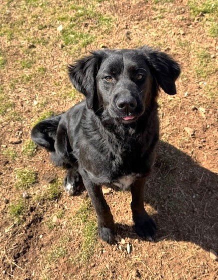 KALANI - Border Collie available for adoption