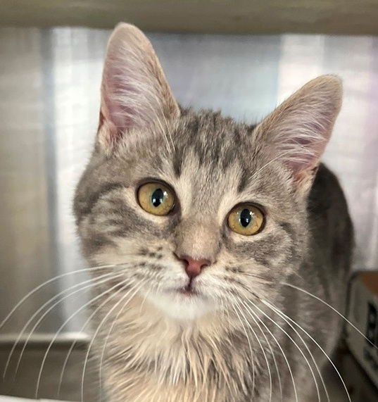 MEGAN - Tabby available for adoption