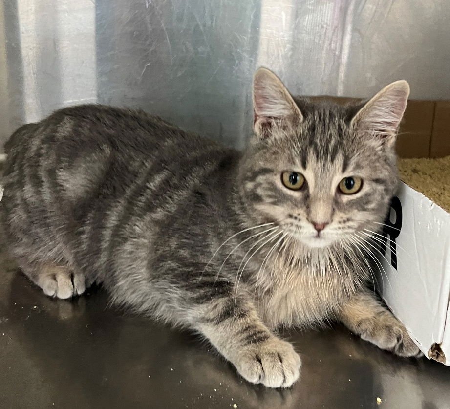 MEGAN - Tabby available for adoption