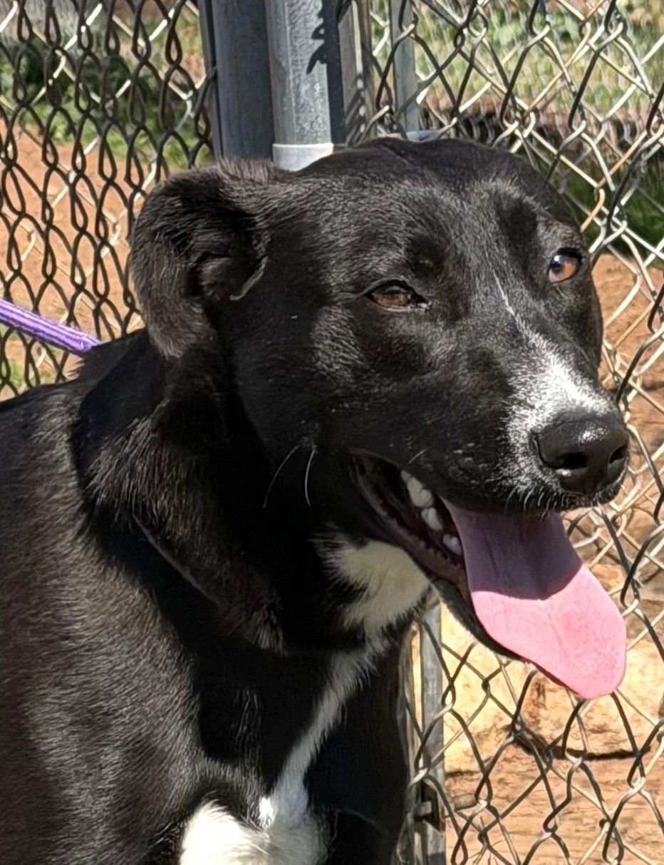 MARNIE - Labrador Retriever / Shepherd available for adoption