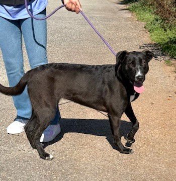 MARNIE - Labrador Retriever / Shepherd available for adoption