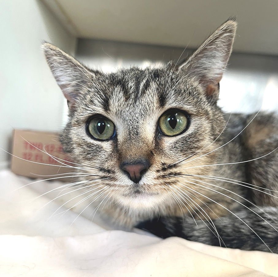 WENDY - Tabby available for adoption