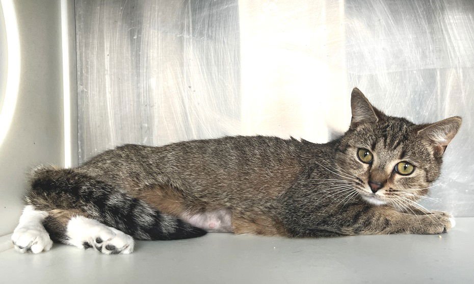 WENDY - Tabby available for adoption