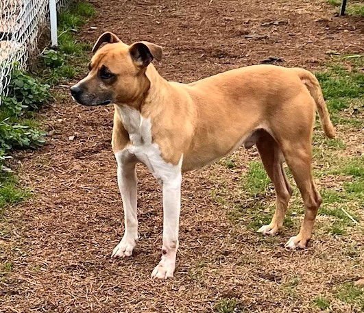 ART - Pit Bull Terrier available for adoption