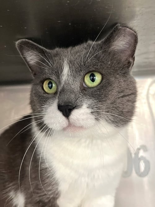 REBEL - Domestic Short Hair available for adoption