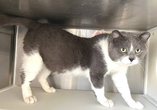 REBEL - Domestic Short Hair available for adoption