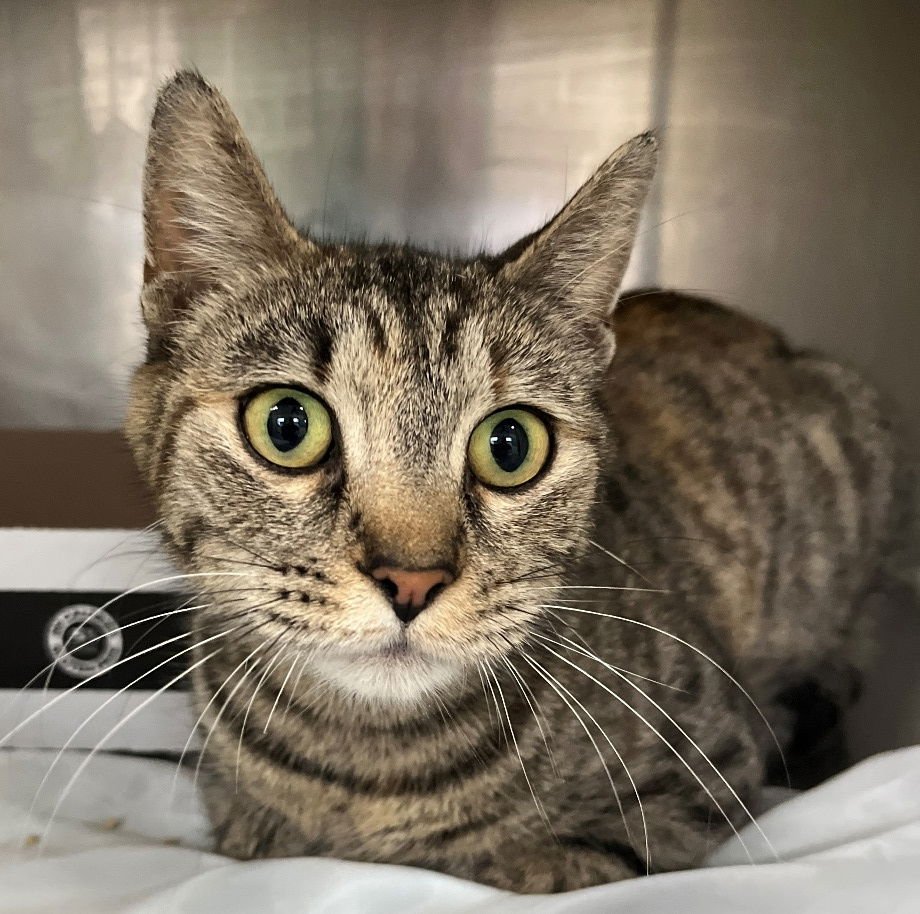 RIKKI - Tabby / Calico available for adoption