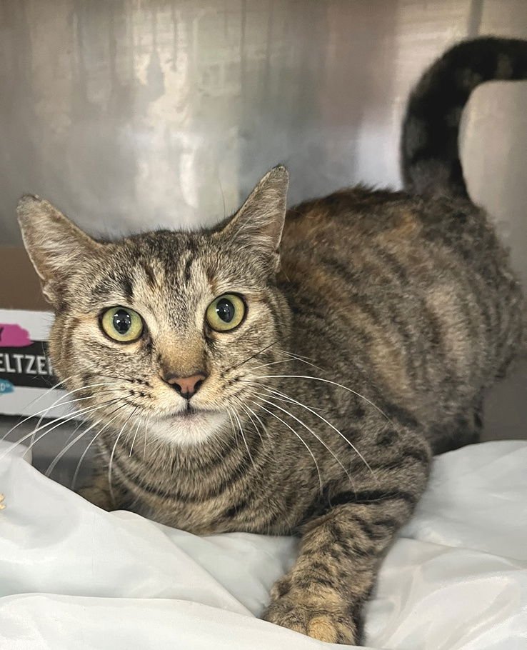 RIKKI - Tabby / Calico available for adoption