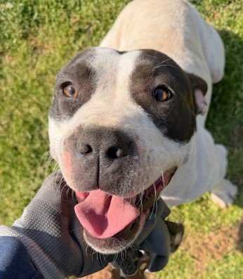 LOLA - Bulldog available for adoption