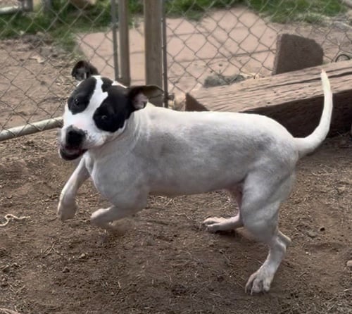 LOLA - Bulldog available for adoption