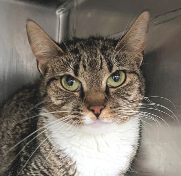 OLYMPIA - Tabby available for adoption