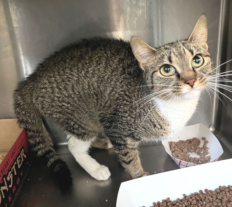 OLYMPIA - Tabby available for adoption