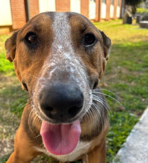 GWEN - Labrador Retriever / Shepherd available for adoption