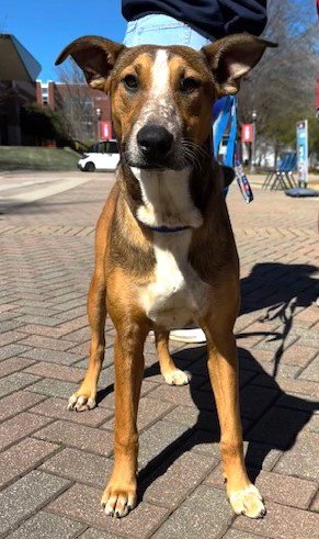 GWEN - Labrador Retriever / Shepherd available for adoption